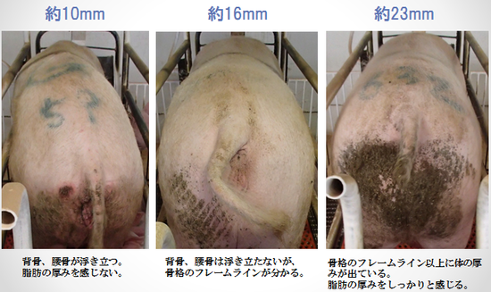p-p-p2点おまとめ 生産お助け知恵袋 | 技術情報 | 日清丸紅飼料株式会社